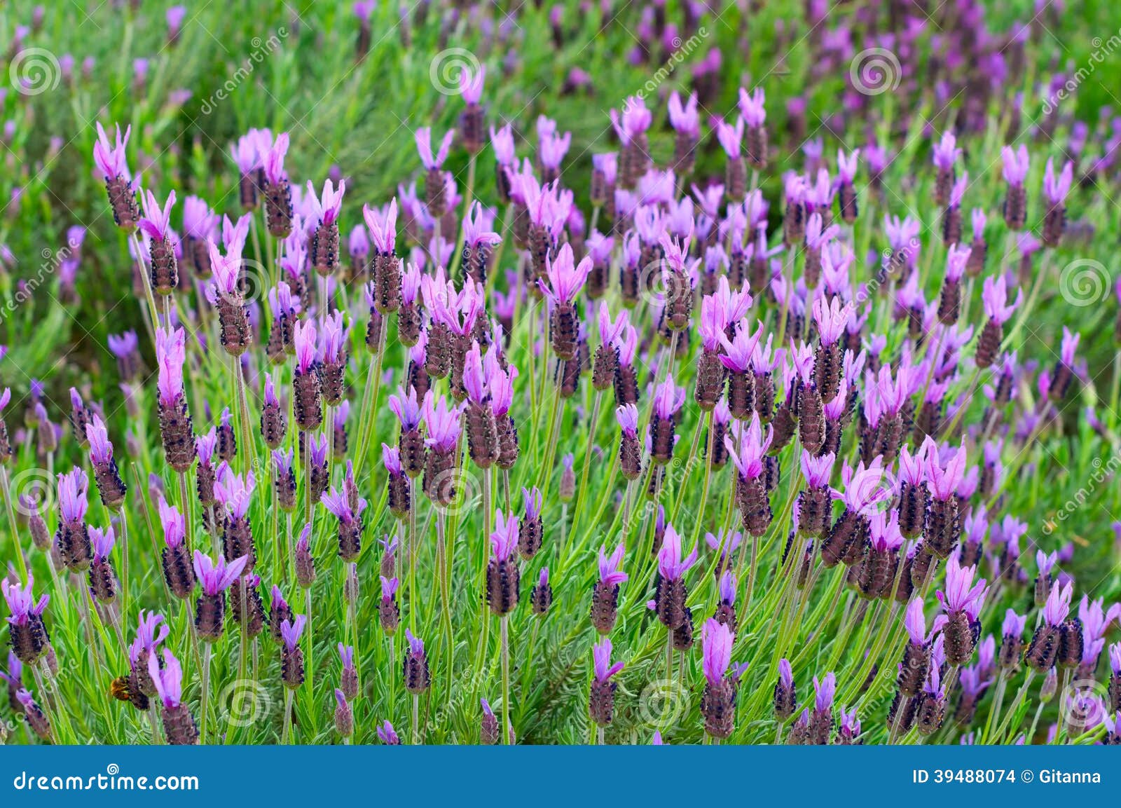 Lavandula stoechas stock photo. Image of color, nature - 39488074