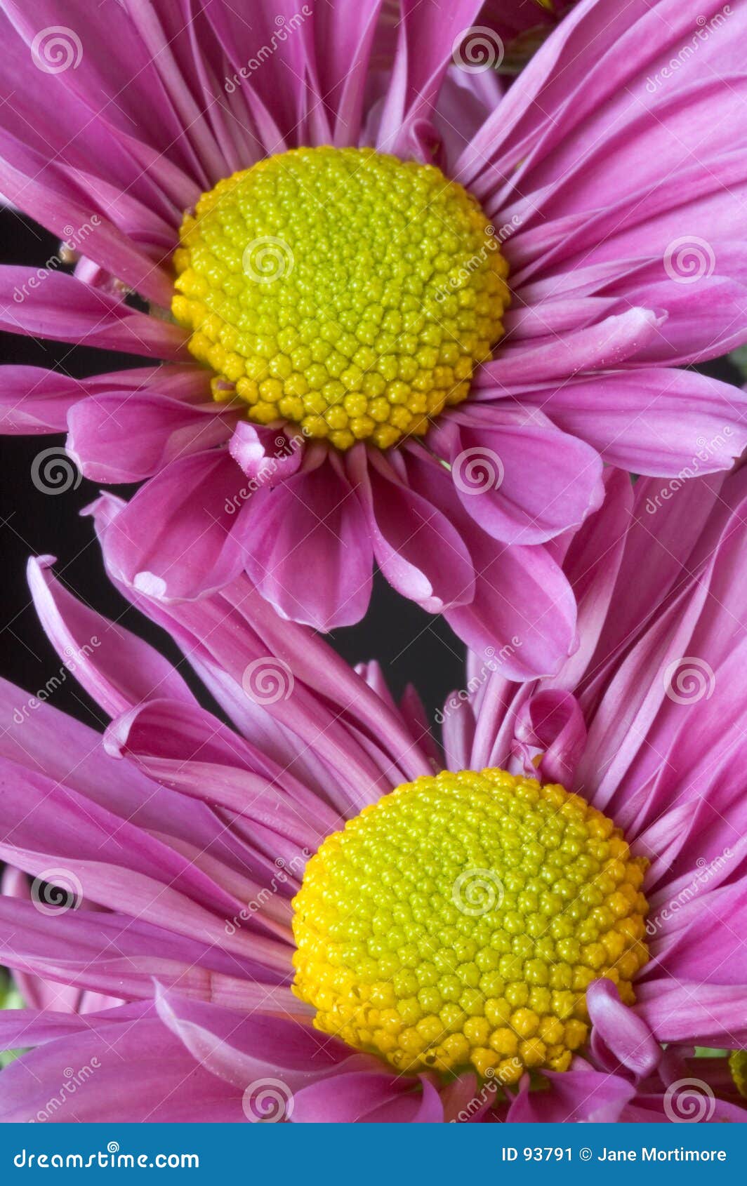 lavendar daisies closeup