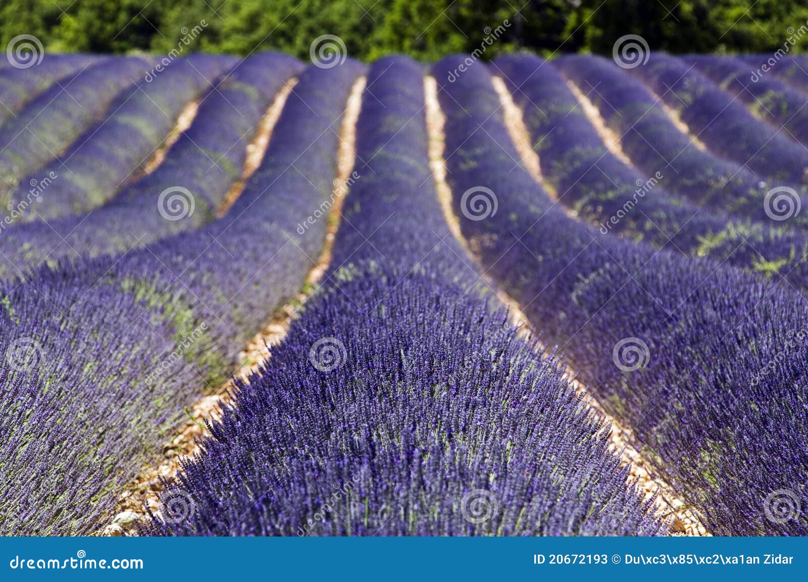 Schönes purpurrotes Lavendelfeld in Provence - Frankreich