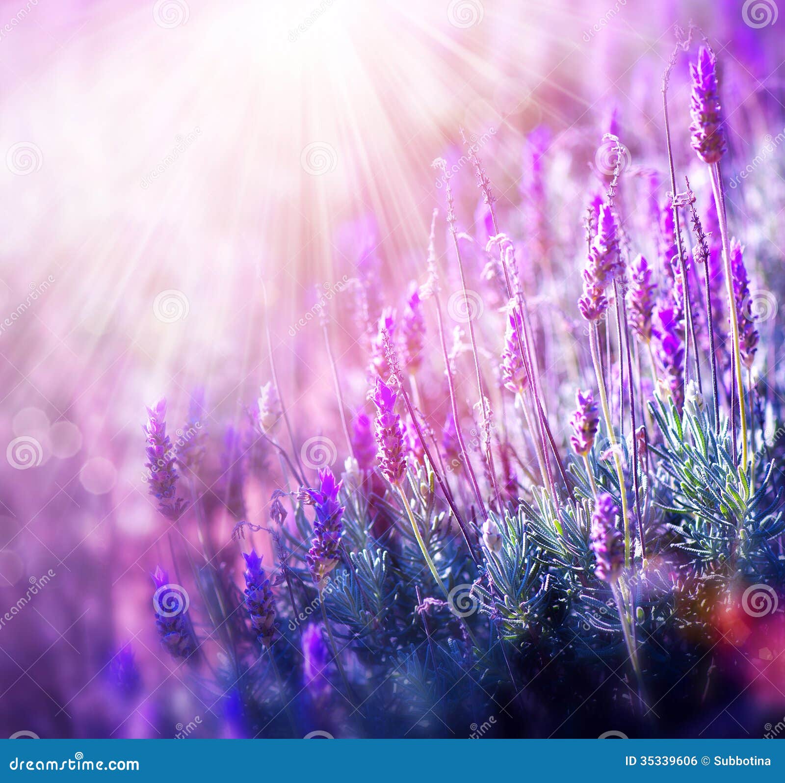 Lavendel-Feld. Schöne Violet Flowers