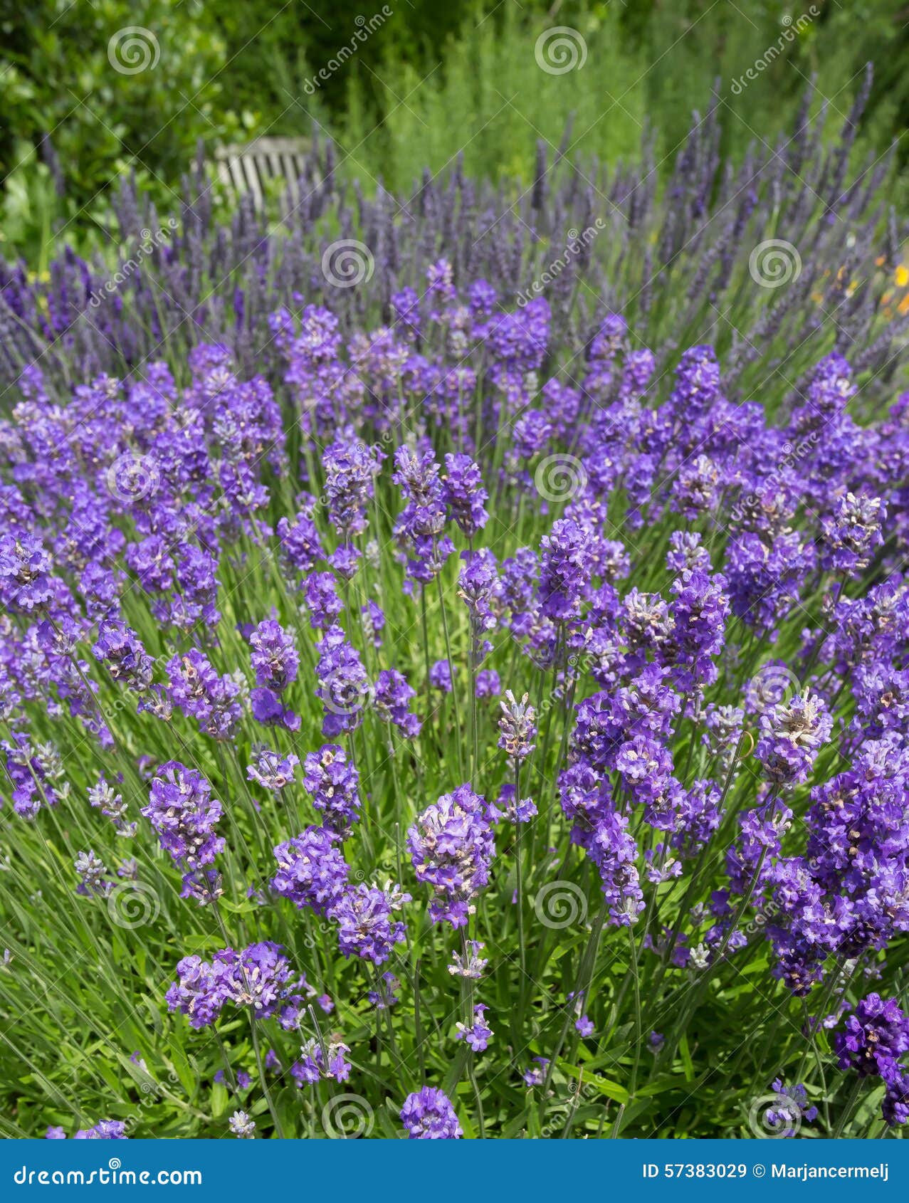 LavendelBlumen Im HäuschenGarten Stockbild Bild von violett