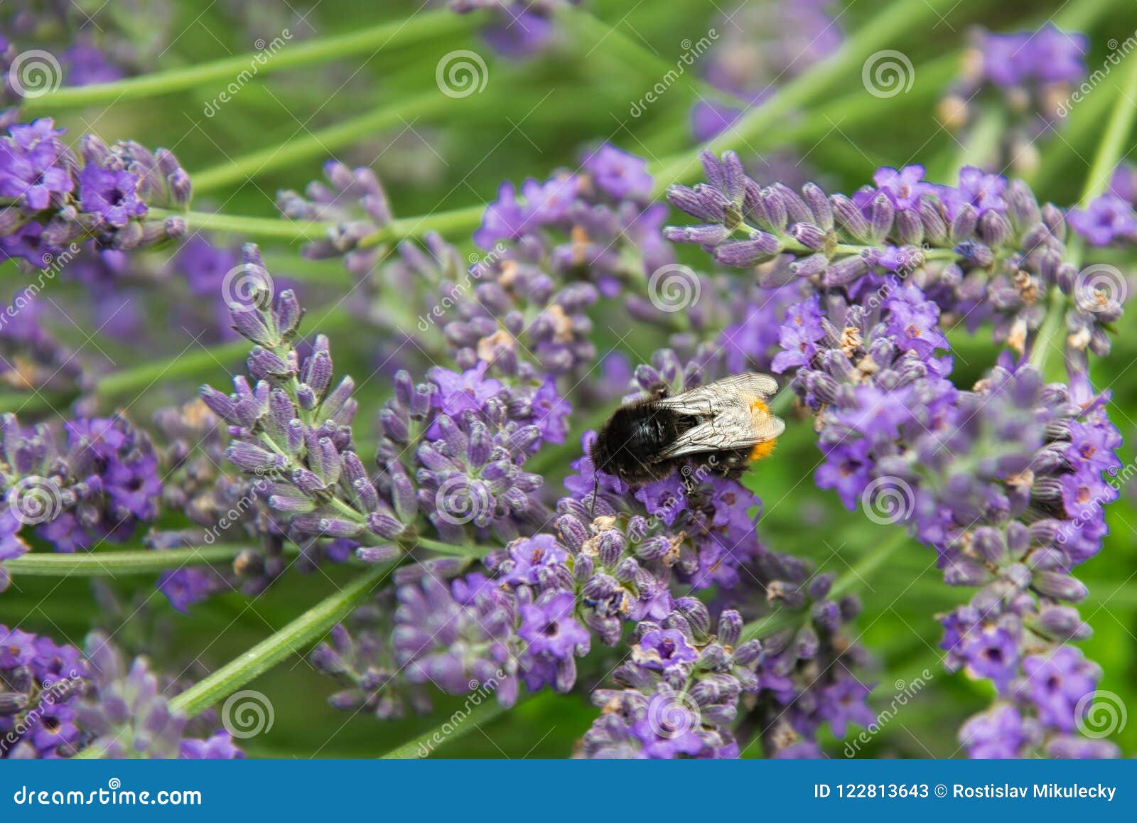 Lavendel Und Hummel, Lavandula Angustifolia, Stockbild - Bild von aufprallen, 122813643