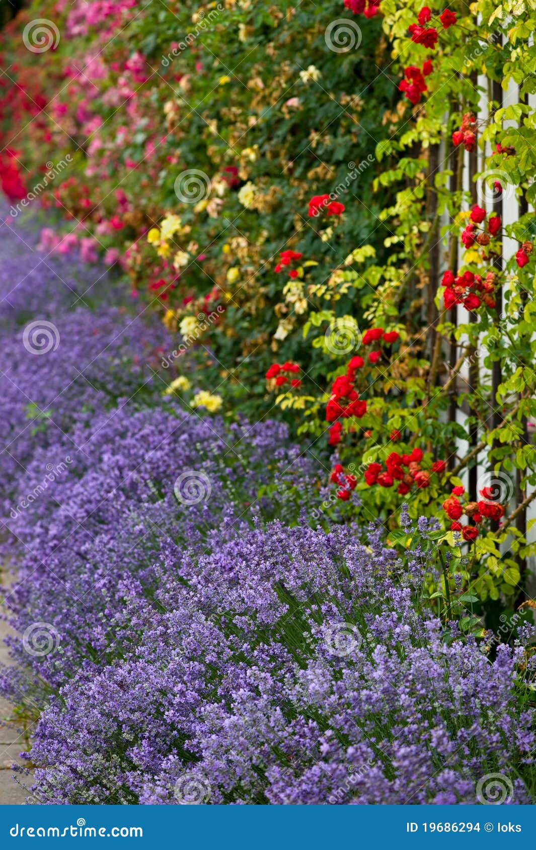 Lavendel und Rosen stockfoto. Bild von lavendel, sommerzeit 19686294