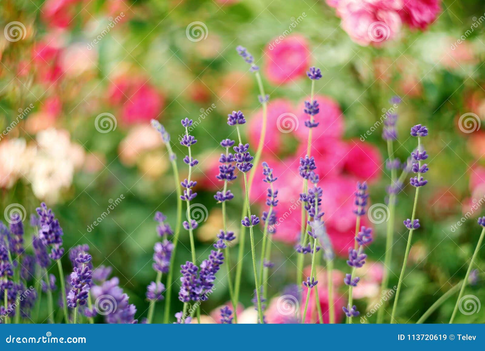 Lavendel Und Rosen Im Garten Stockbild Bild Von Lavendel Garten 113720619