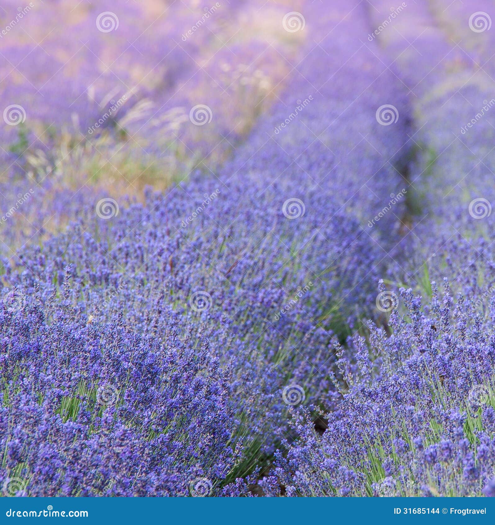 Lavendelgebied in de Provence. Violette lavendelbloesems in de zomerdag.