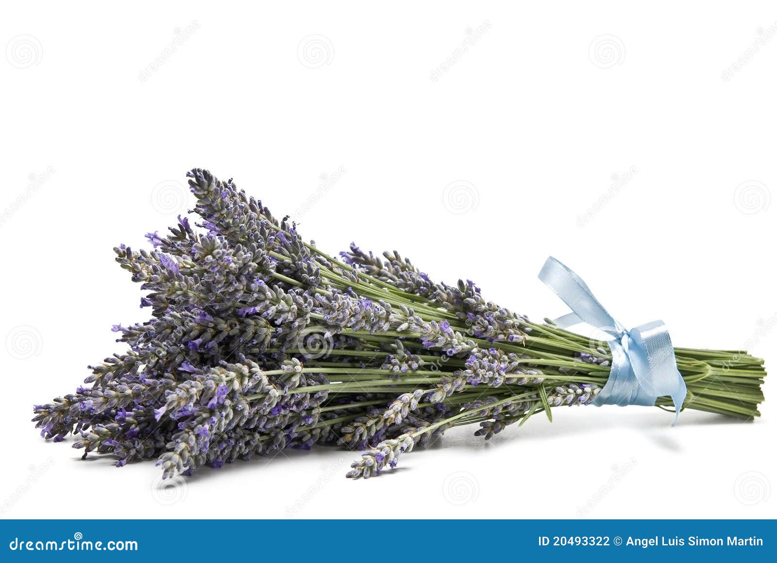 Lavender. stock photo. Image of refreshing, herb, herbs - 20493322