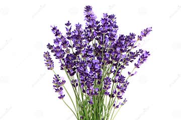 Lavender stock photo. Image of floral, white, flower - 24453854