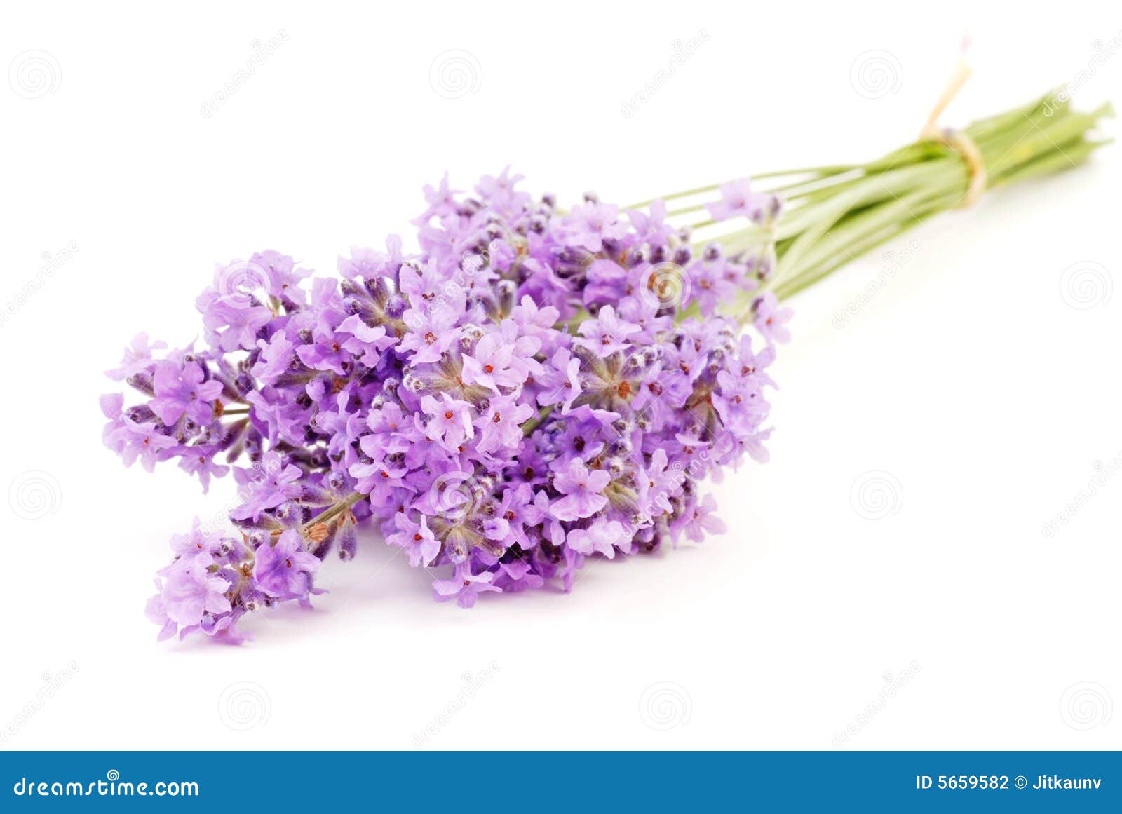 Lavender stock photo. Image of perfume, closeup, beauty - 5659582