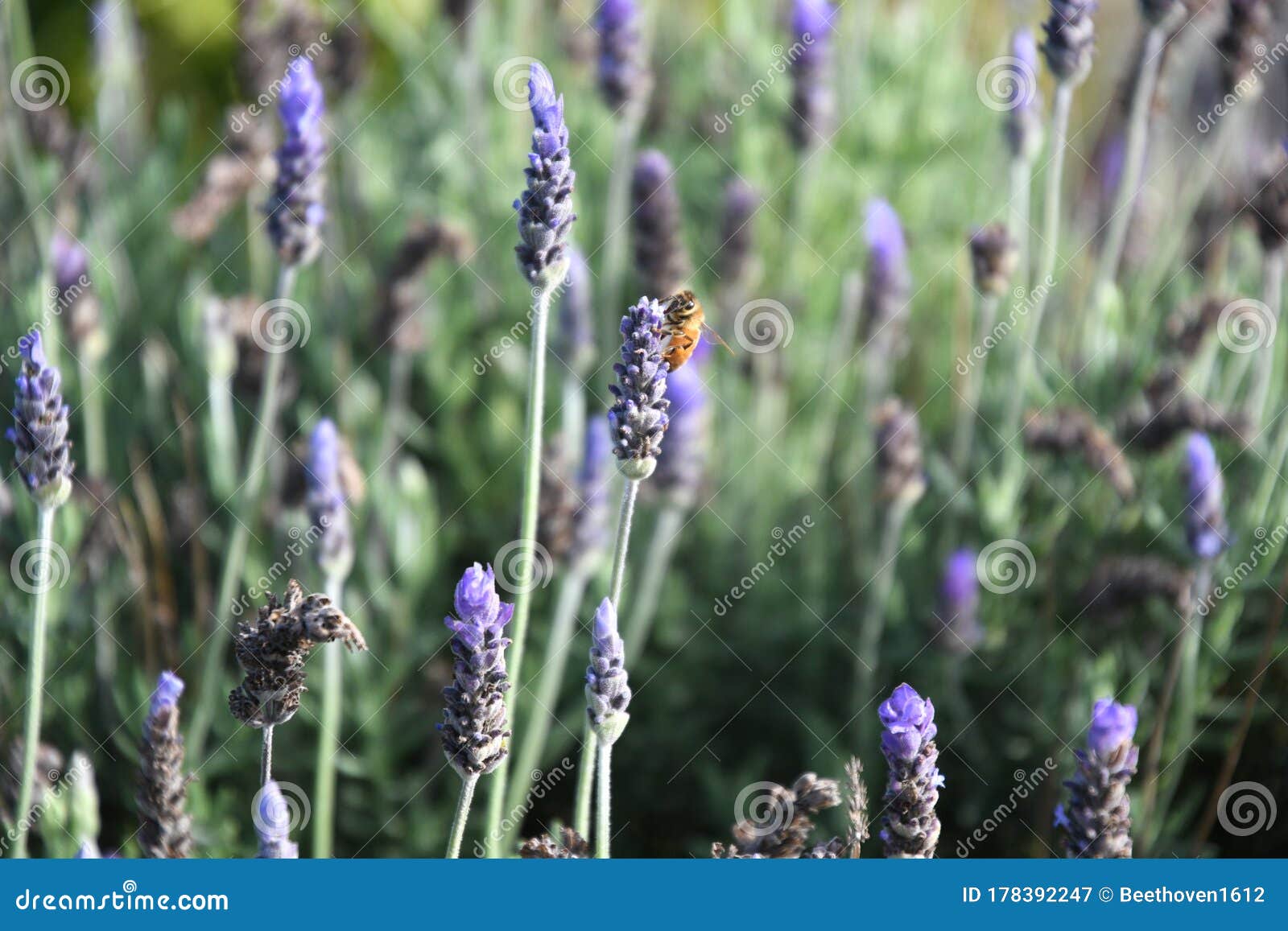 Lavender and Bee stock image. Image of insect, closeup 178392247