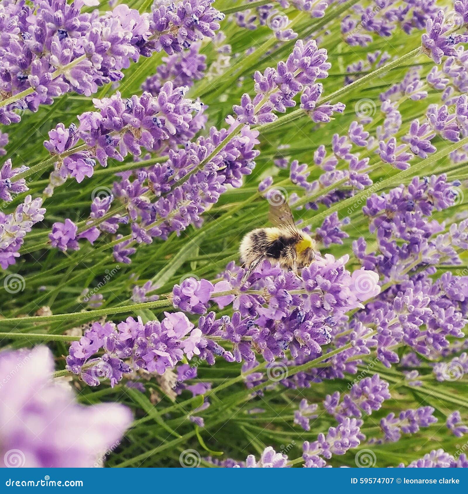 Lavender editorial photography. Image of eating, lavender 59574707
