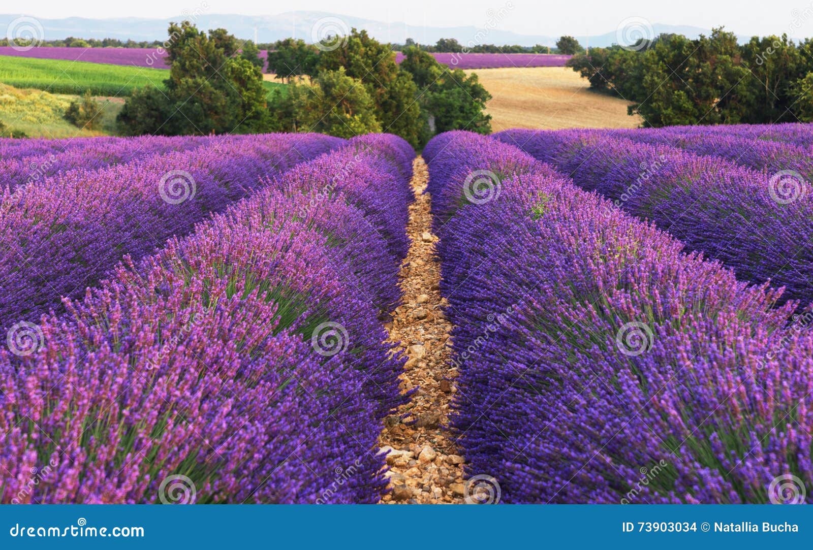 Lavender blooms stock photo. Image of france, blooming 73903034