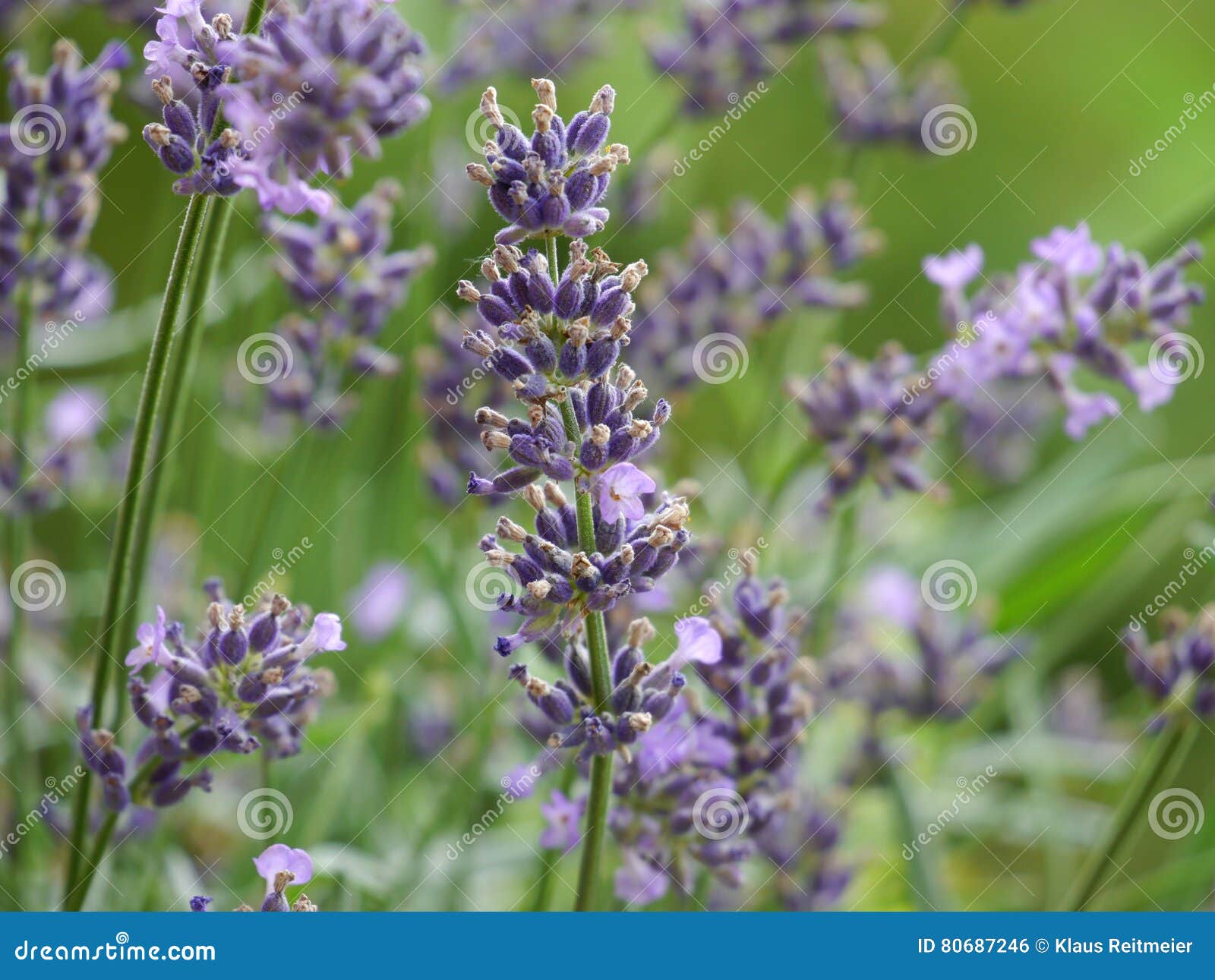 Lavender stock photo. Image of lavandula, bloom, english 80687246