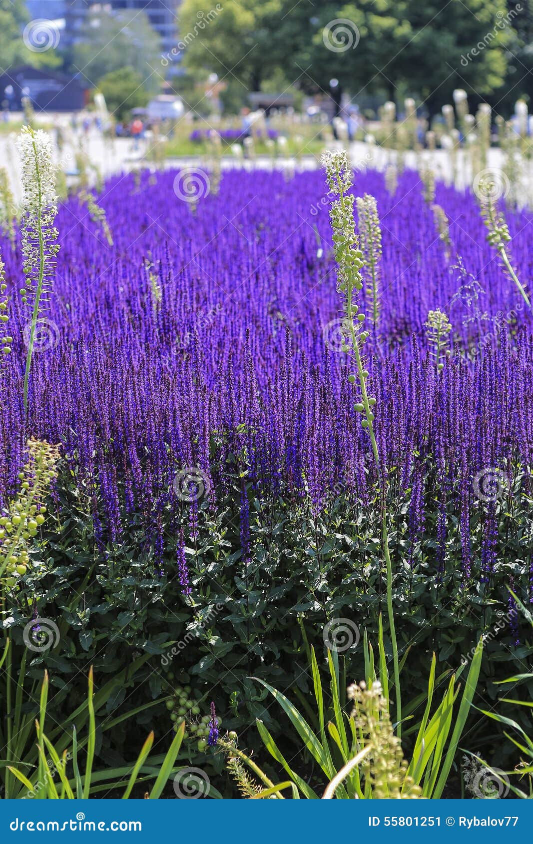 Lavender Blooms in the Park Stock Image Image of fragrance, farm