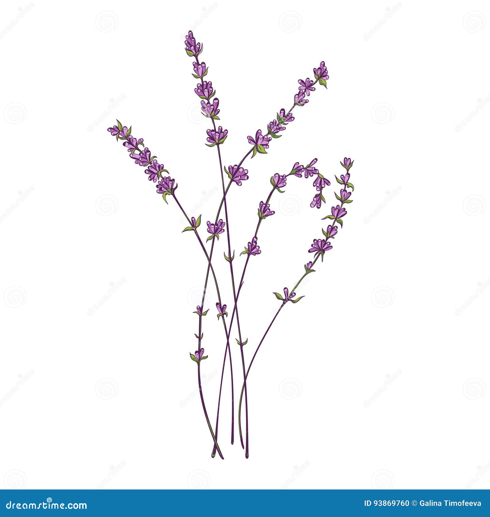 Lavender stock illustration. Illustration of flowers - 93869760