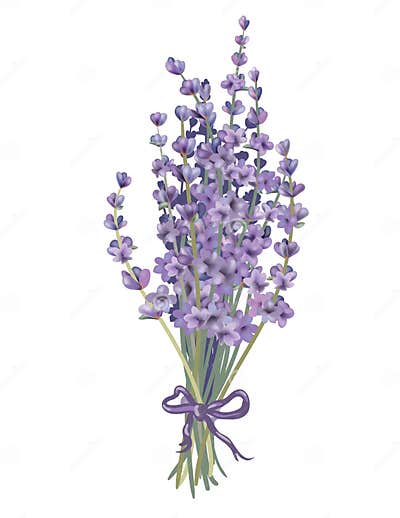 Lavender bouquet stock vector. Illustration of nature - 34595573