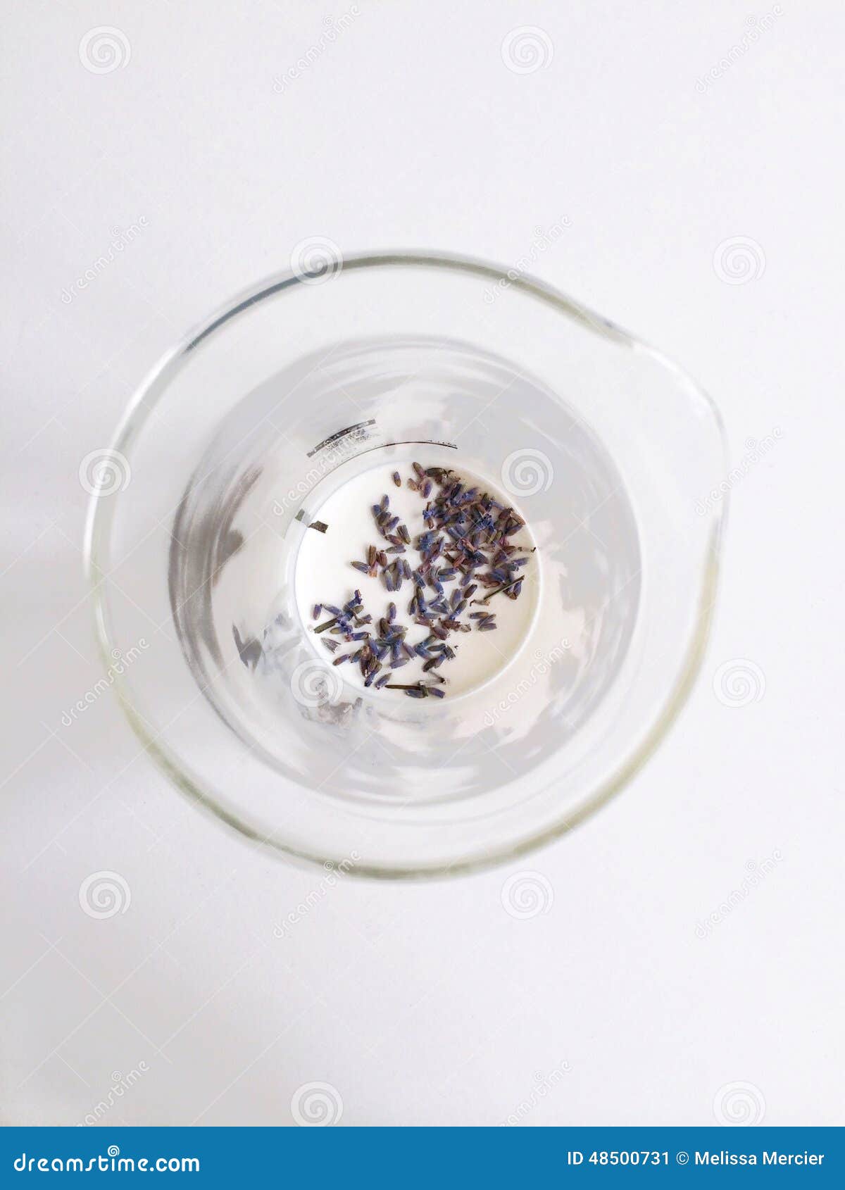 Lavender buds stock image. Image of scented, delicate 48500731
