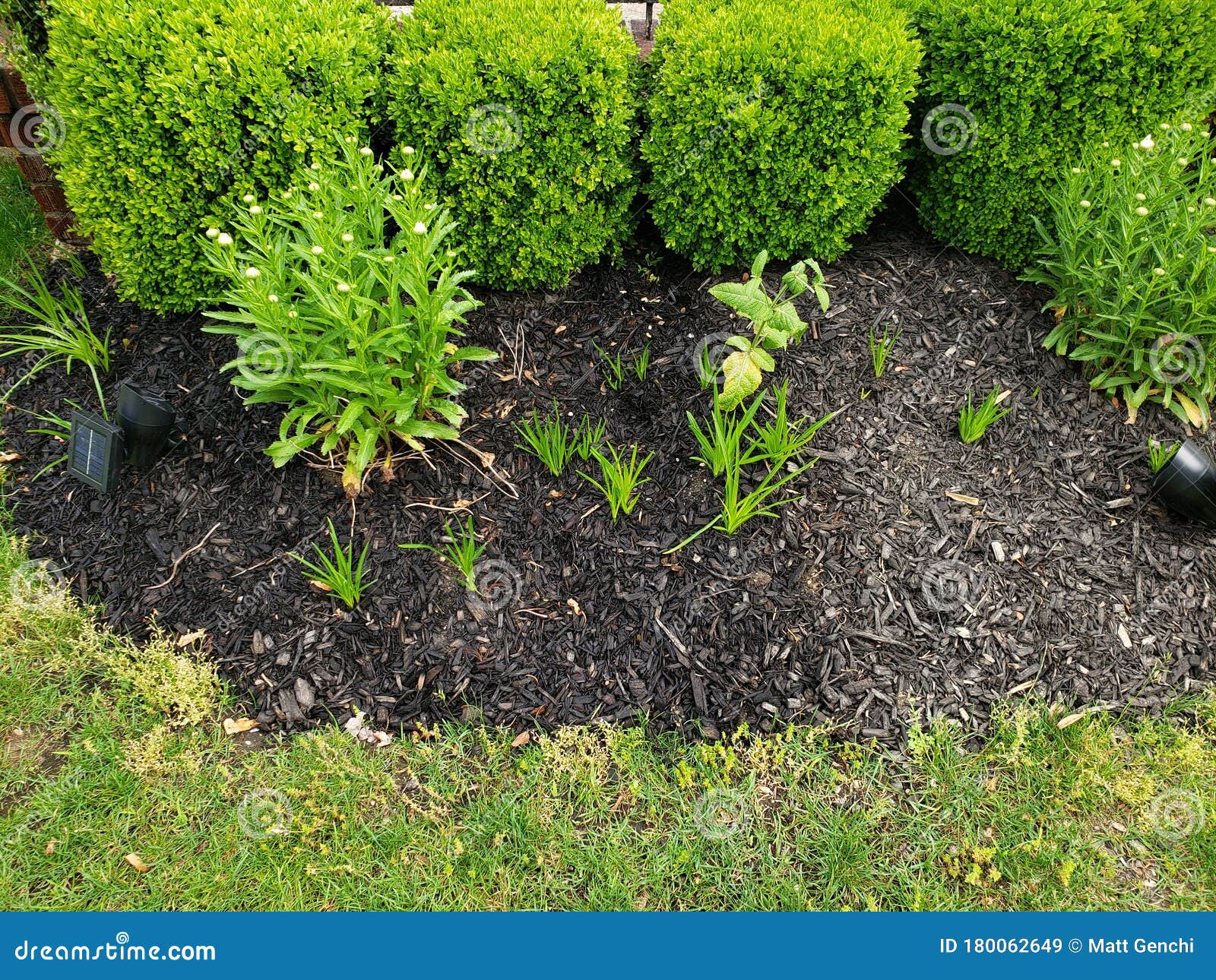 Lavender Bulbs Growing in Bed Stock Image Image of grow, growing