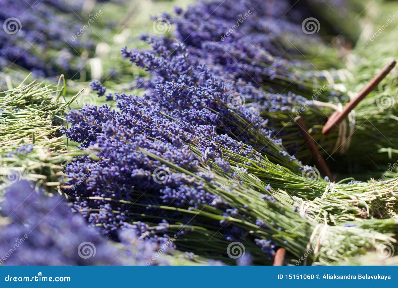 Lavender Bunches RoyaltyFree Stock Image 15151060