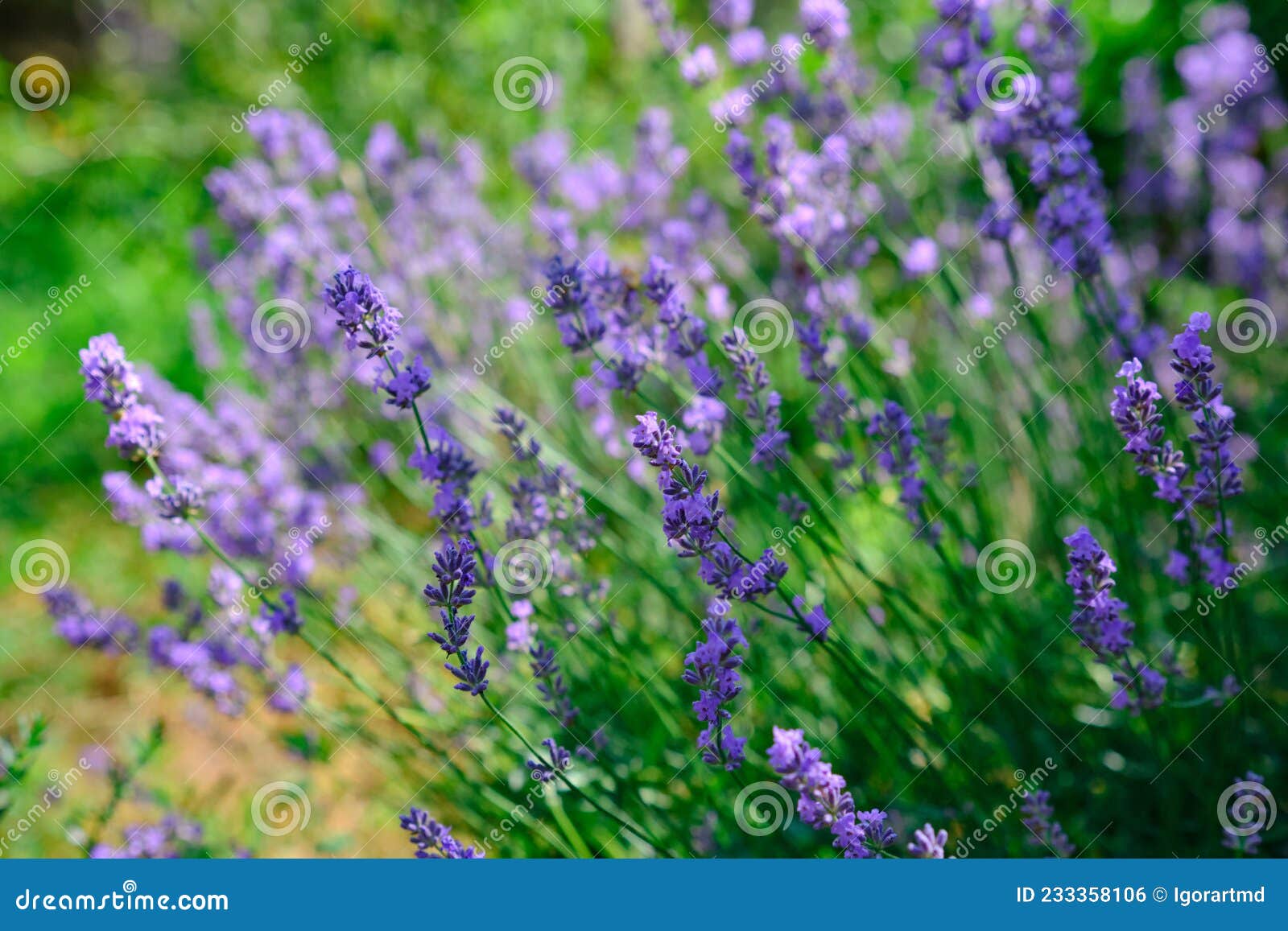 Lavender bush on field stock photo. Image of growing 233358106