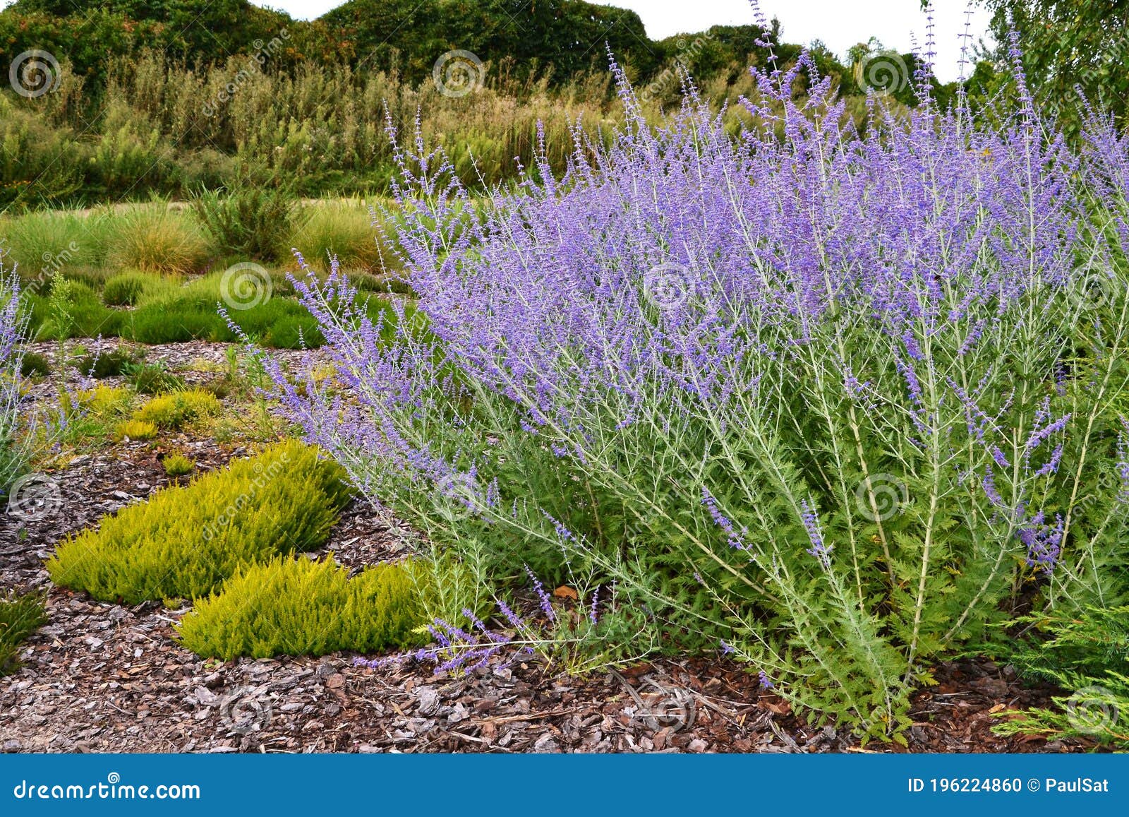 Lavender bush stock photo. Image of gardening, bloom 196224860