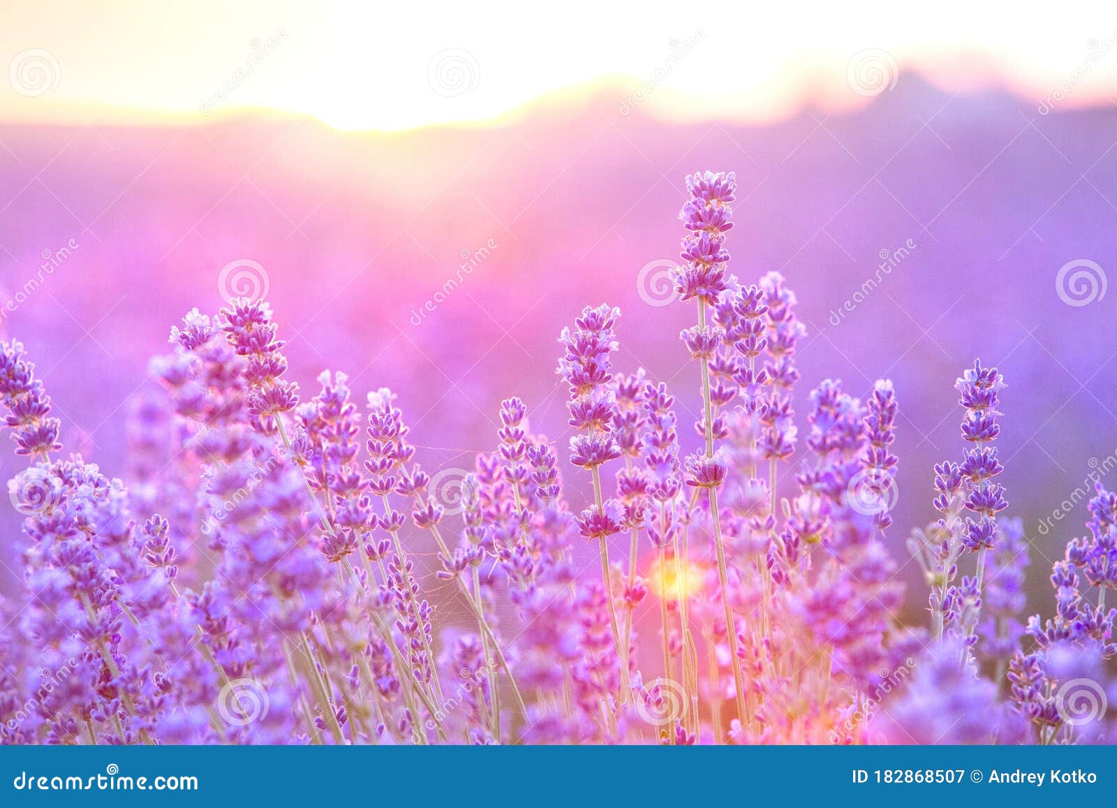 Lavender Bushes Closeup On Sunset Sunset Gleam Over Purple Flowers Of