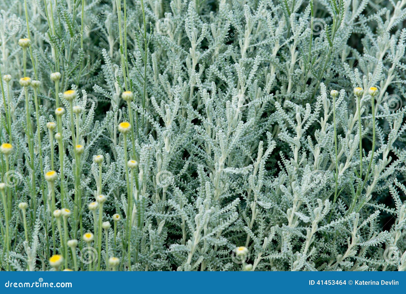 Lavender cotton stock photo. Image of flower, lavender 41453464