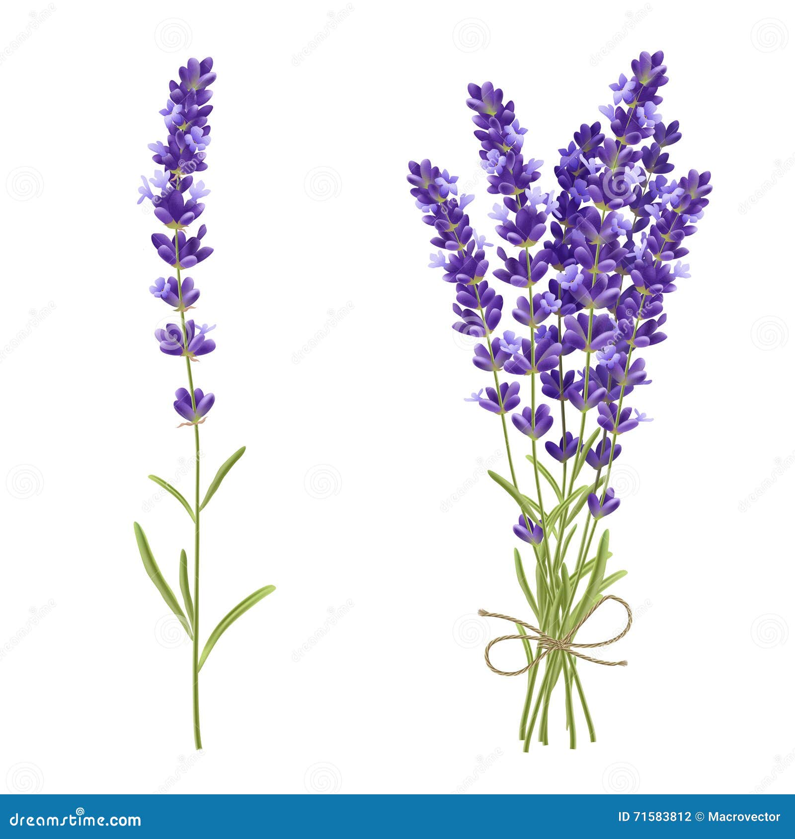 lavender cut flowers realistic image