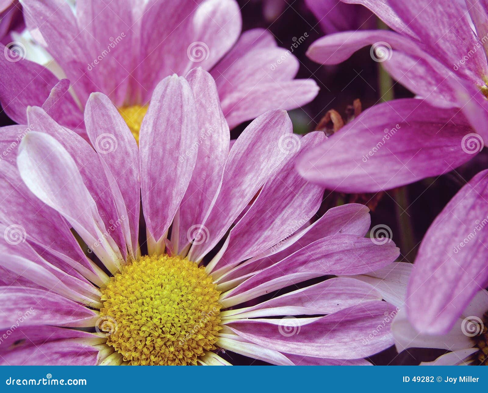 Lavender daisies stock photo. Image of wallpaper, botanical 49282