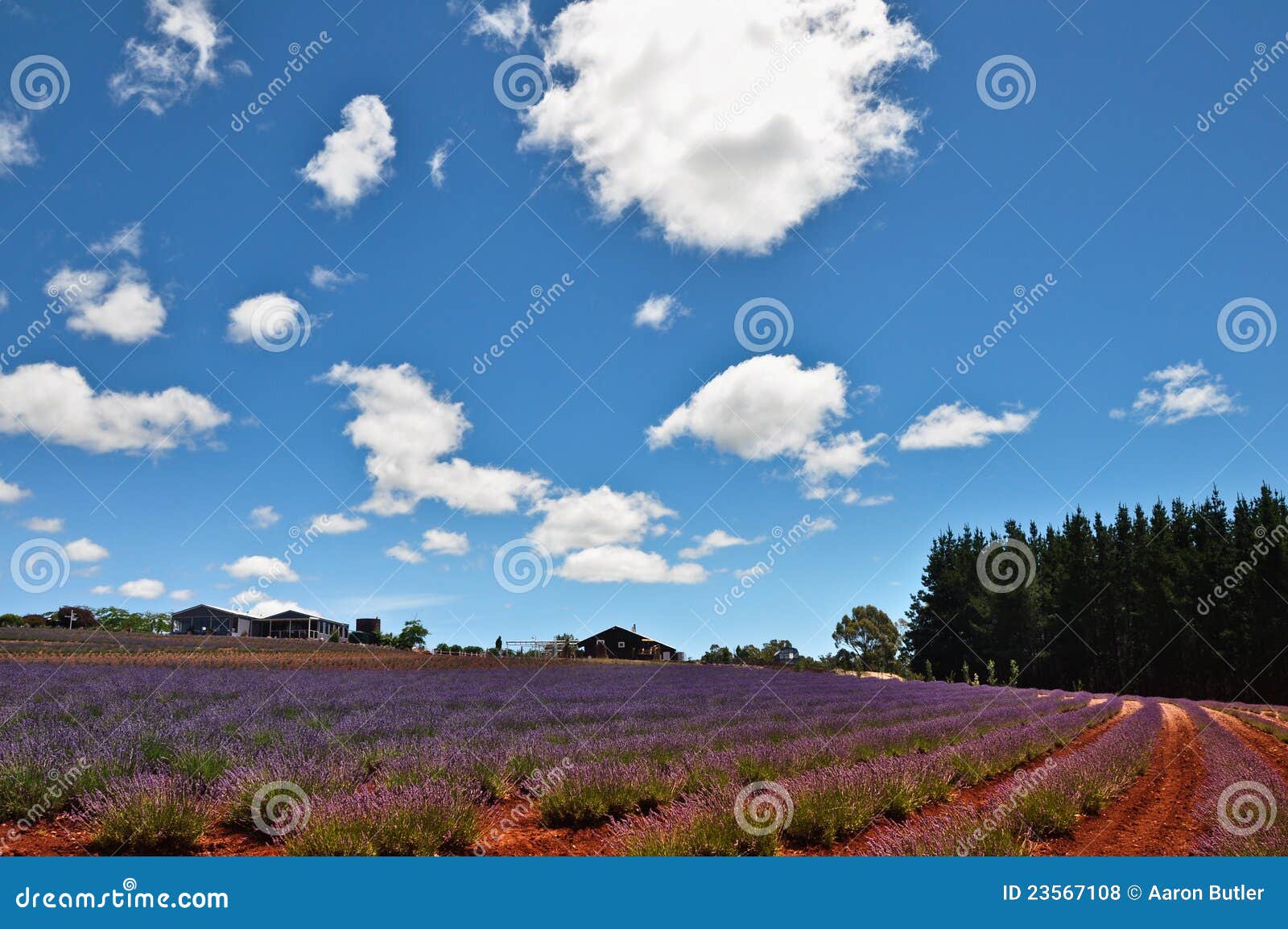 Lavender Farm stock photo. Image of french, agriculture 23567108