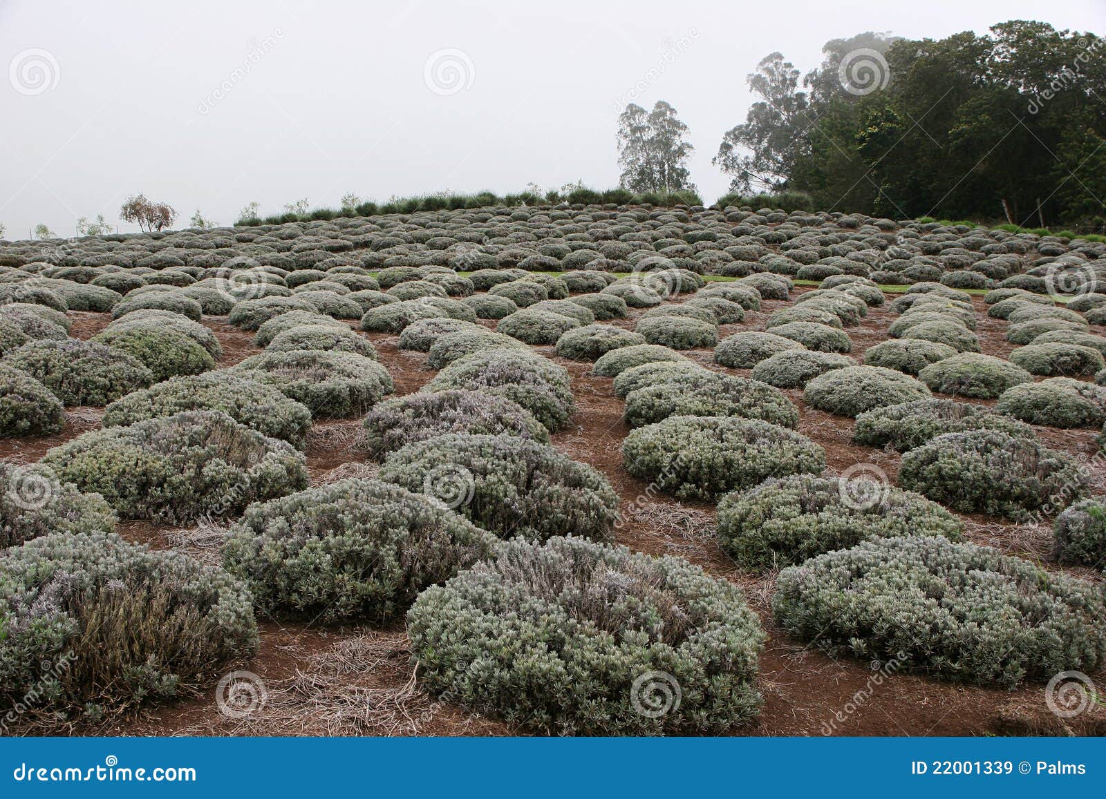 Lavender farm in Hawaii stock image. Image of maui, flower 22001339