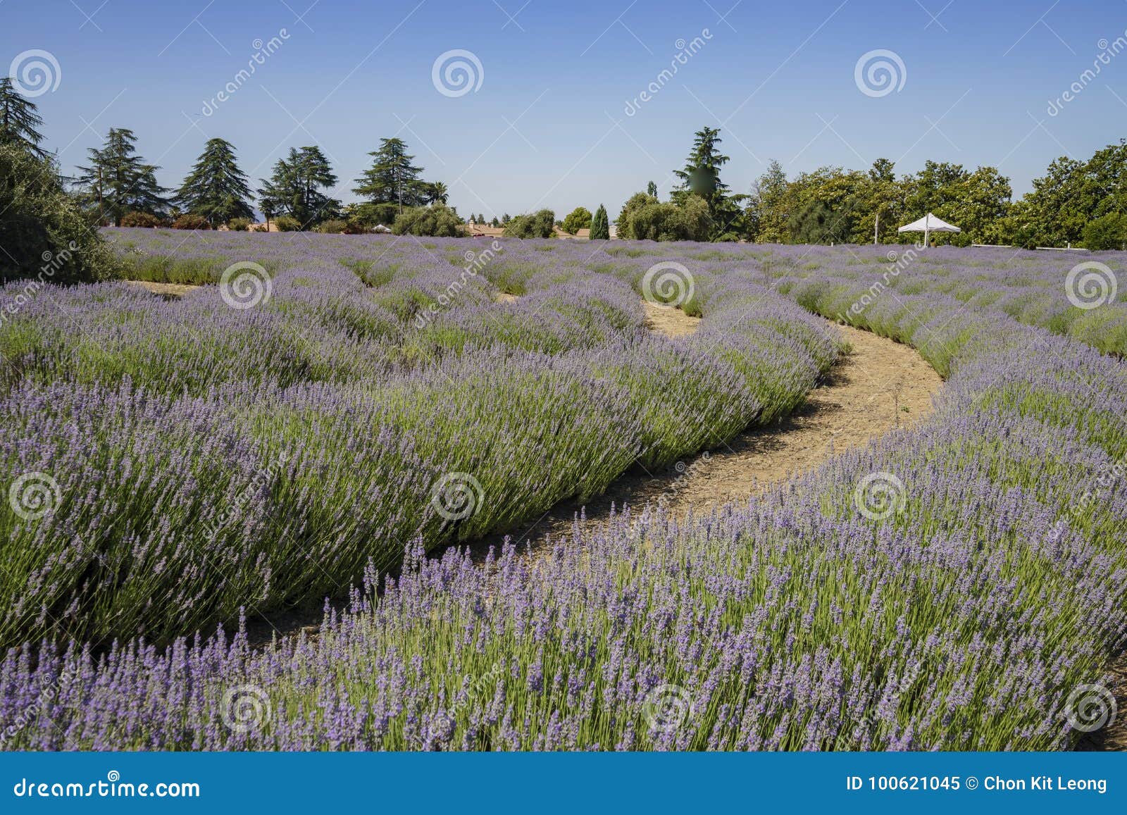 Lavender Festival at 123 Farm Stock Image Image of california