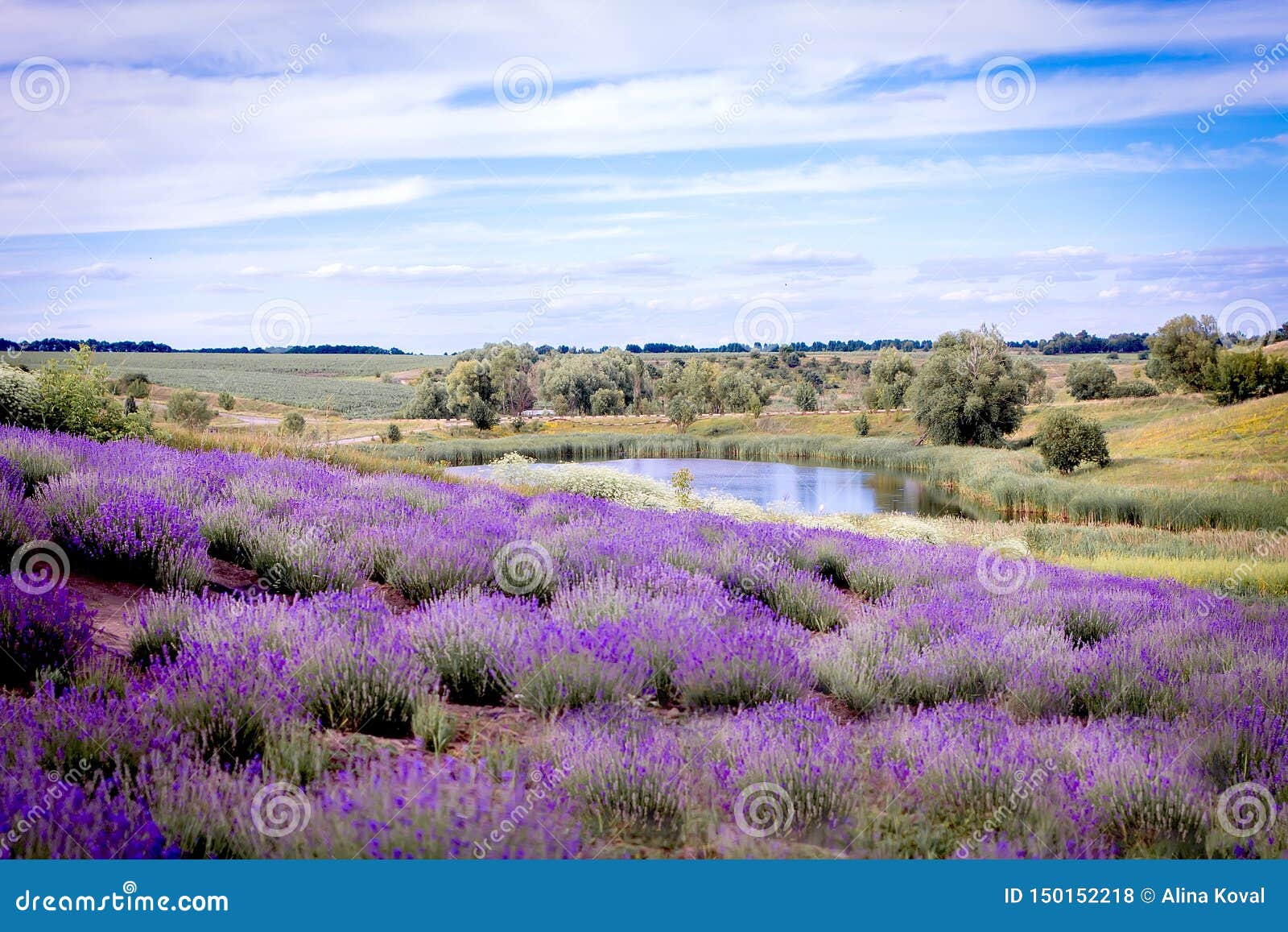 Lavender Field Blooms Against the Lake Stock Photo Image of list