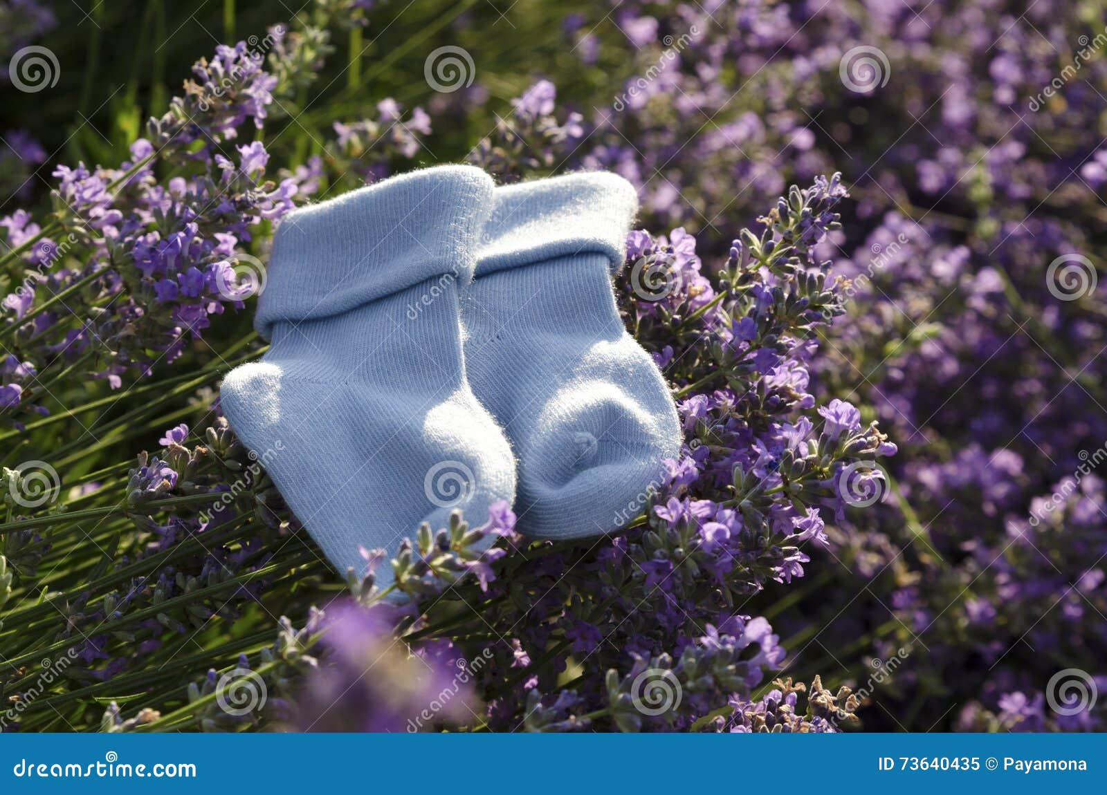 Baby Blue Socks Lavender Field Stock Photos Free & RoyaltyFree Stock