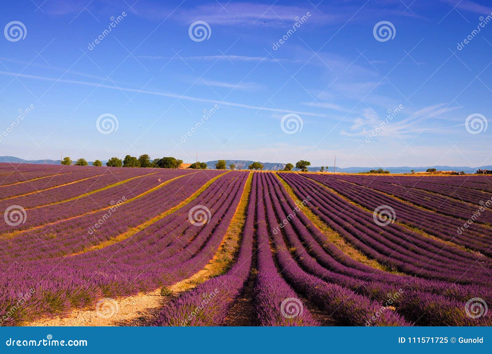 Lavender Field with Bright Purple Flowers Stock Image - Image of ...