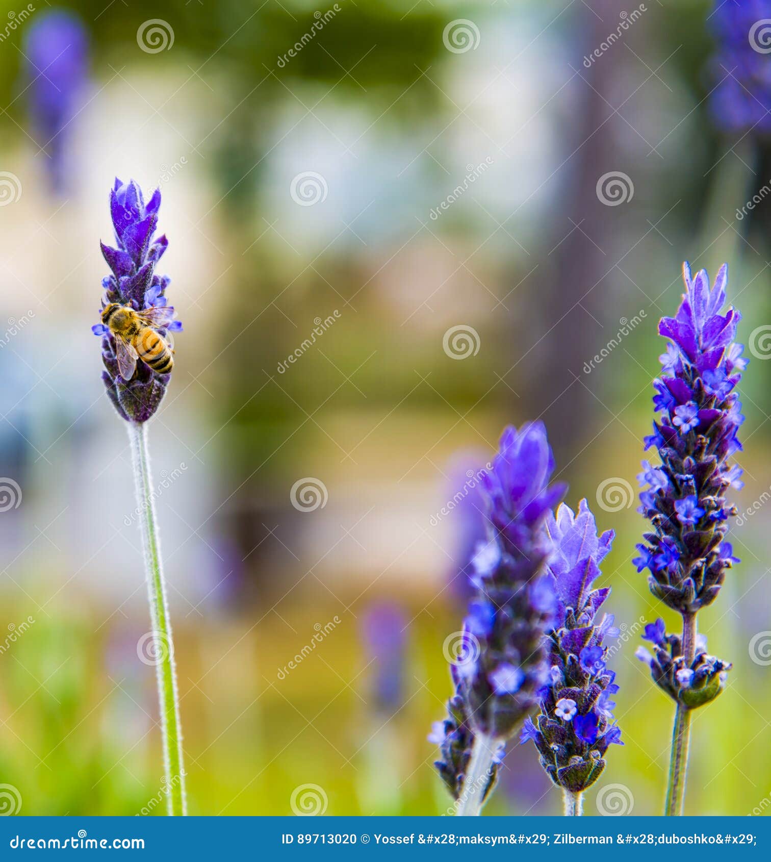 lavender field gardening, plant, bunch, floral