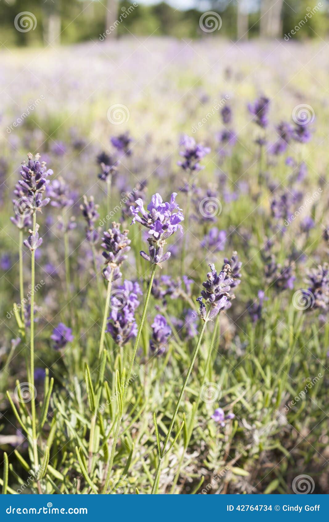 Lavender field stock photo. Image of colorful, purple 42764734