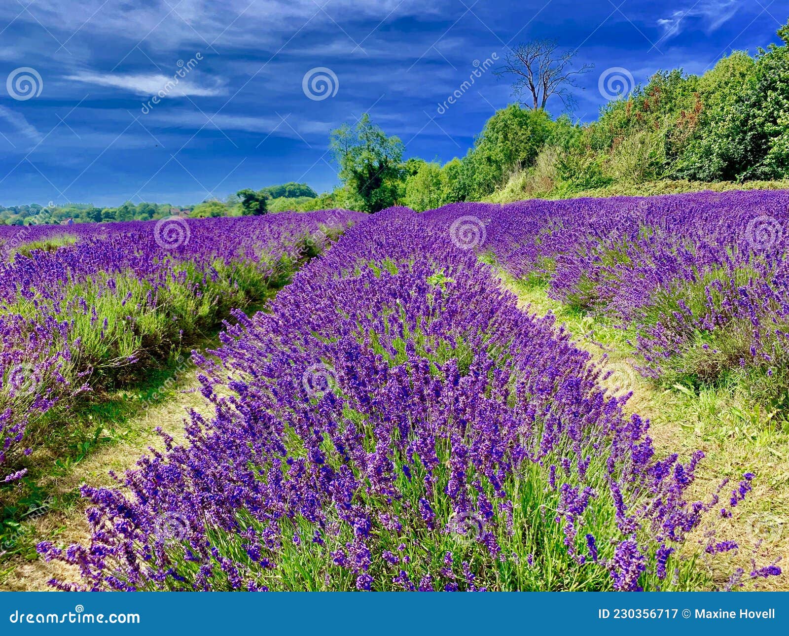 Lavender Field on a Hot Summers Day. Stock Image - Image of trees ...