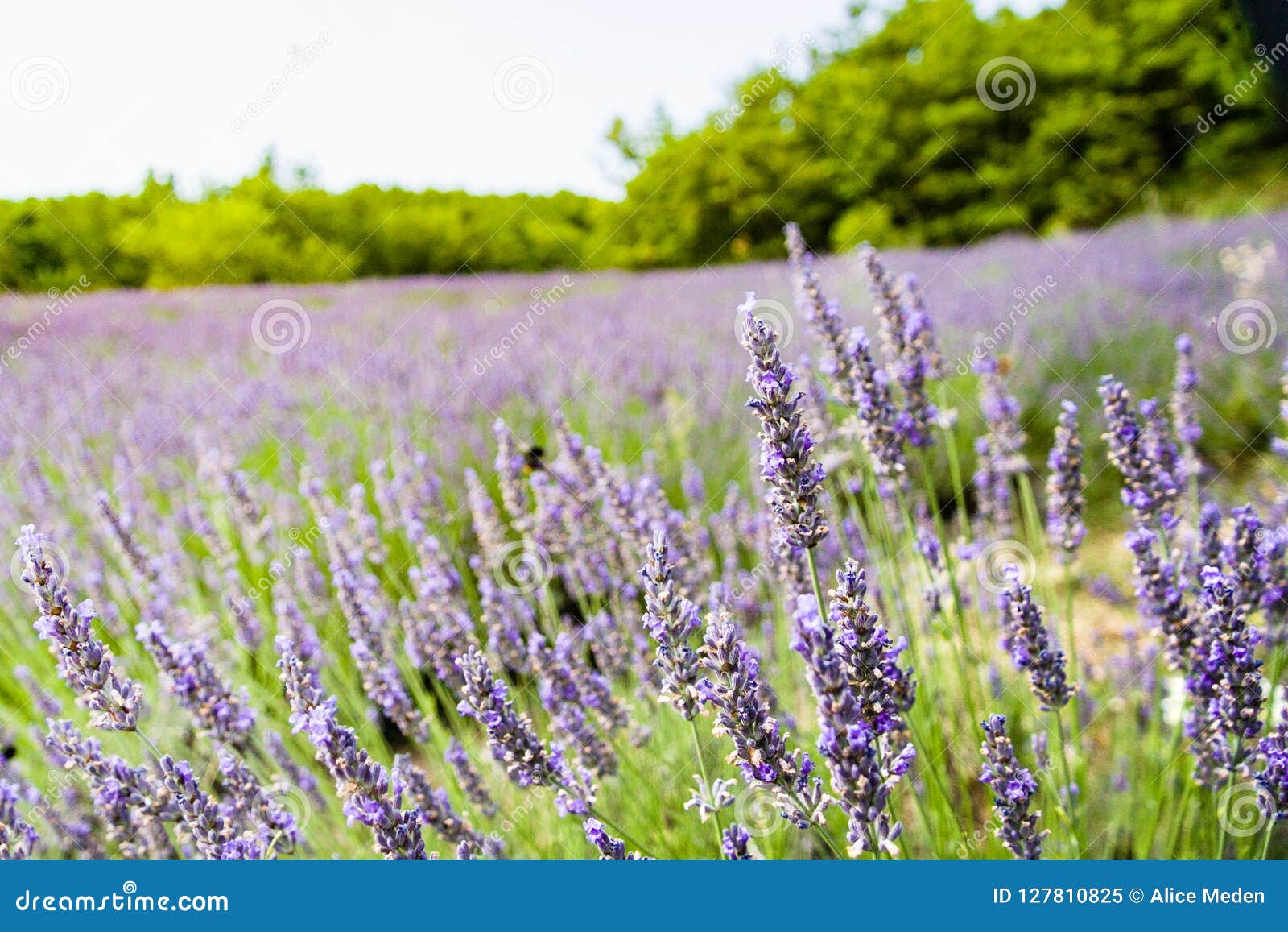 lavender field in italy