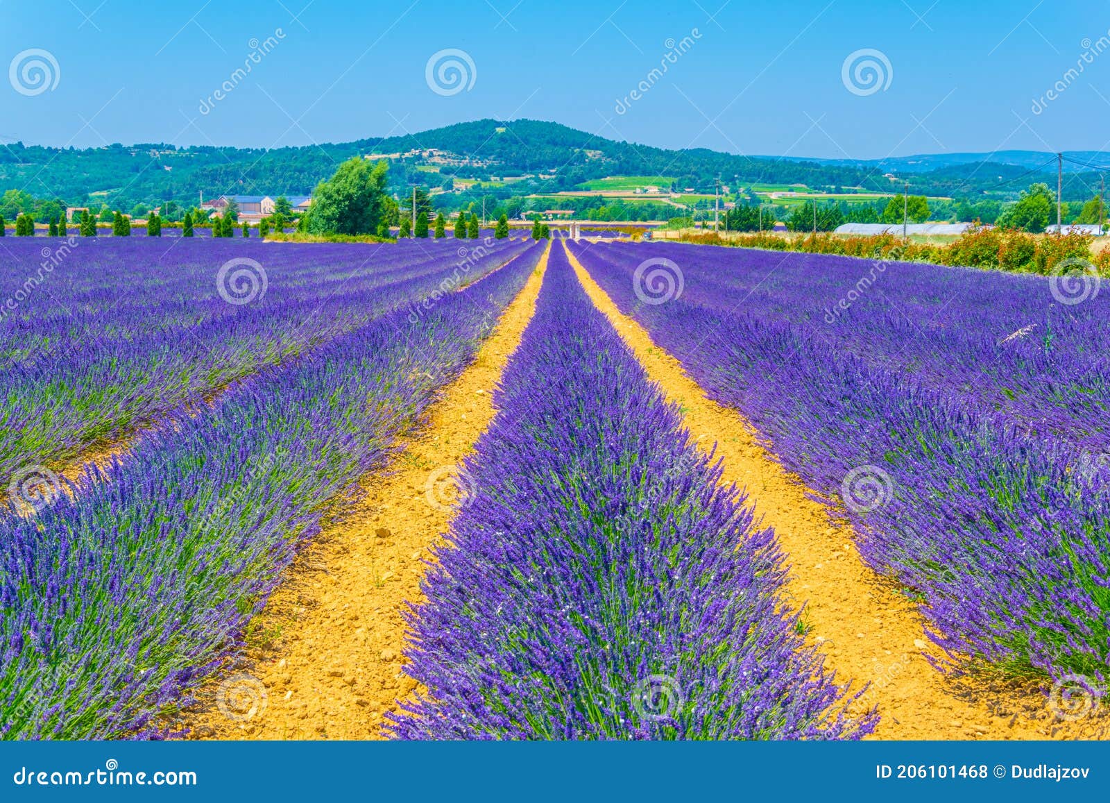 Lavender Field in Luberon Region, France Stock Photo - Image of flower ...