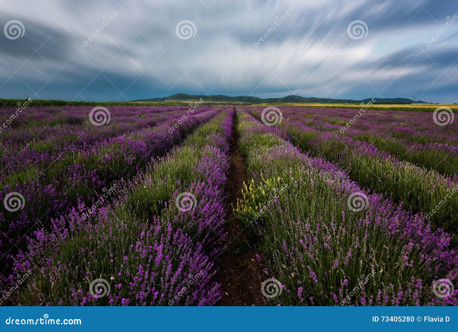 Lavender Field Near Burgas City, Bulgaria Stock Photo - Image of ...