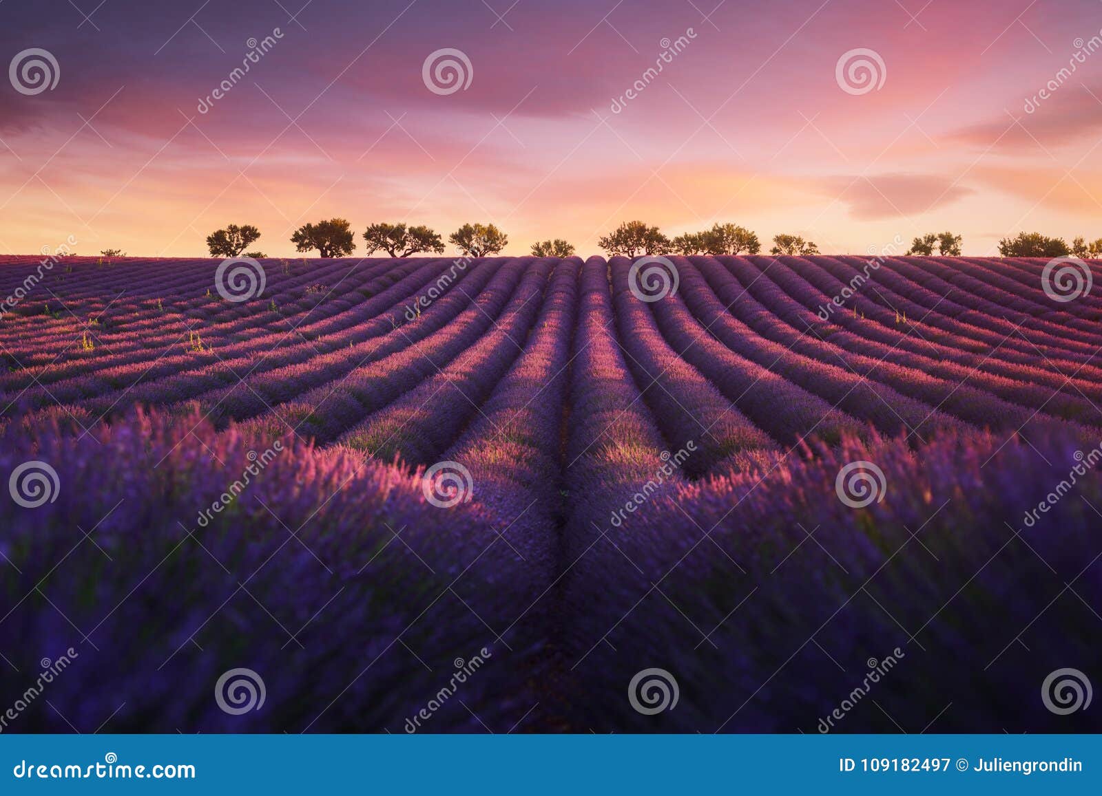 Lavender Field in Provence during Sunrise Stock Image - Image of france ...