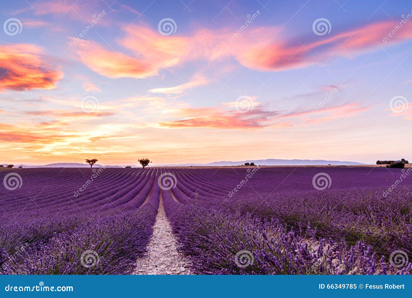 Lavender Field Summer Sunset Landscape in Provence Stock Image - Image ...