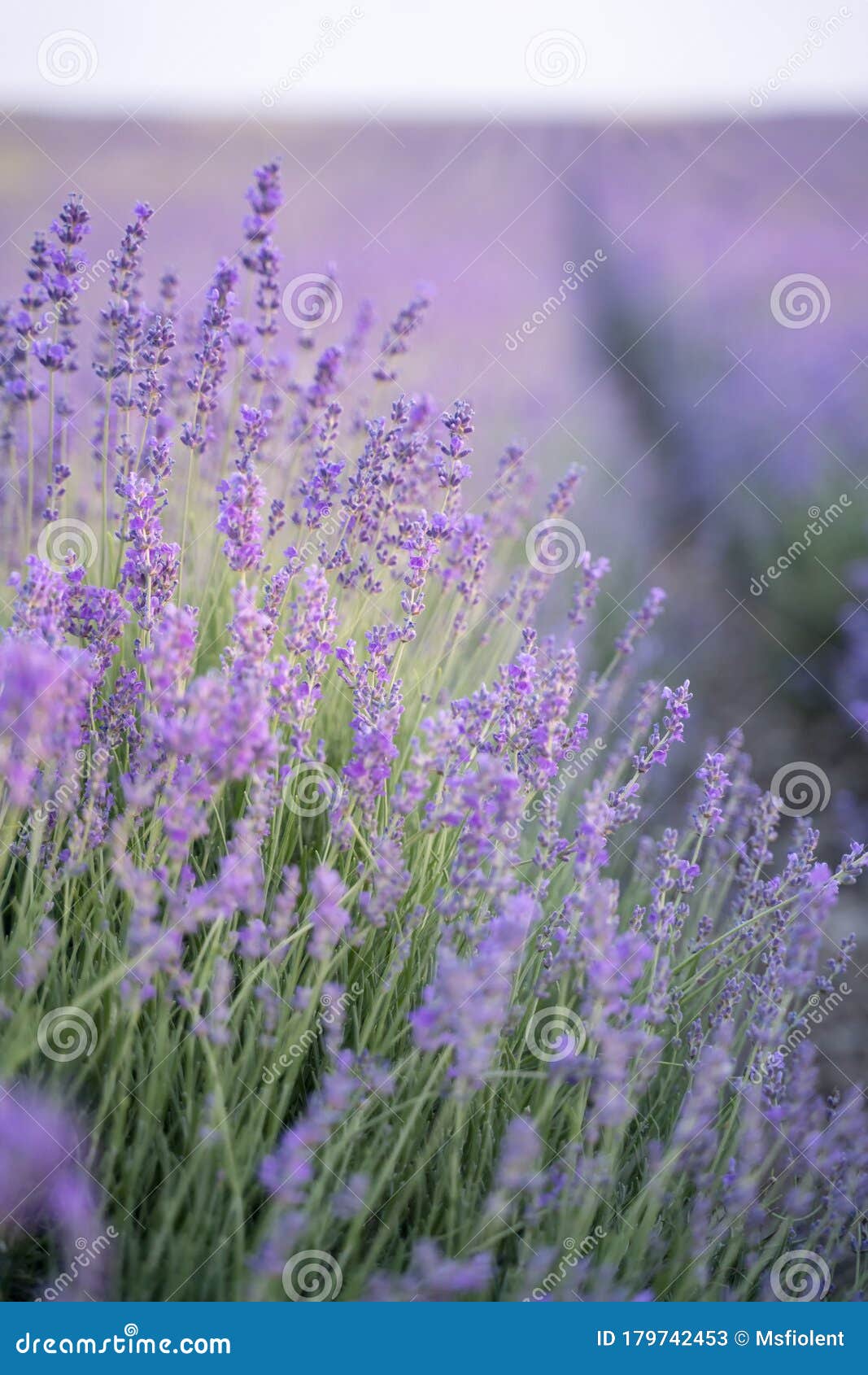 Lavender Field On A Sunny Day Lavender Bushes In Rows Stock Image