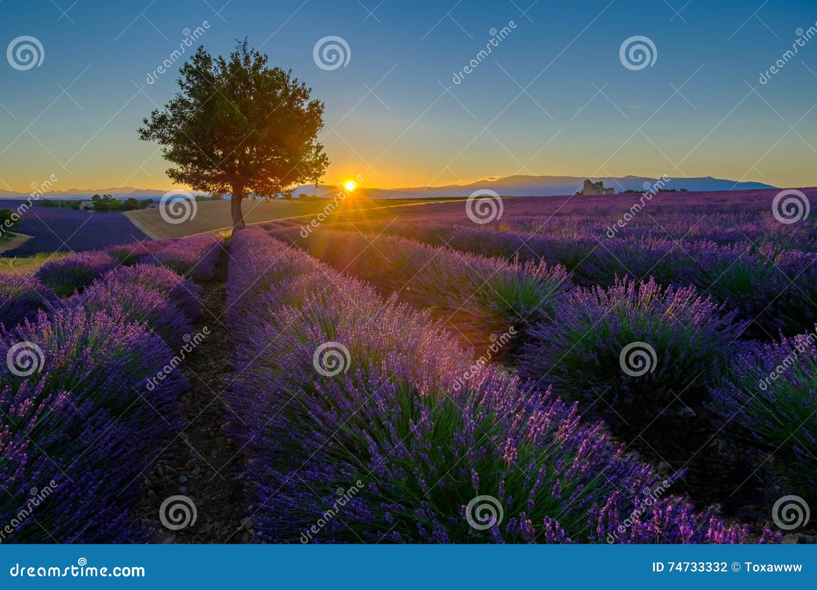 Lavender Field at Sunrise in Provence Stock Photo - Image of meadow ...
