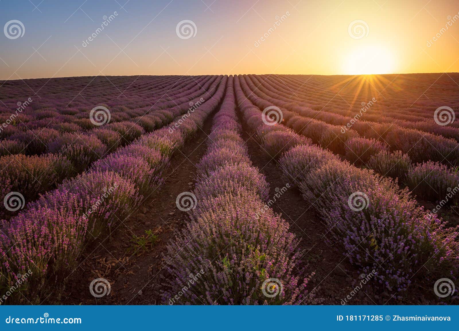 Lavender field at sunset stock image. Image of bloom - 181171285