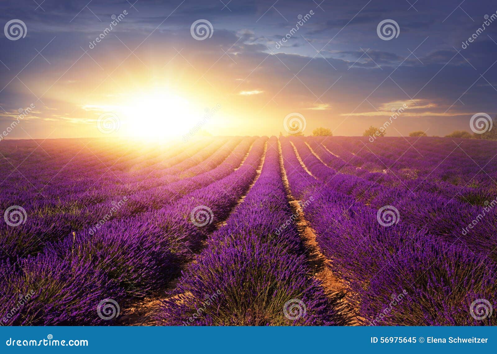 Lavender field stock image. Image of agriculture, dramatic - 56975645