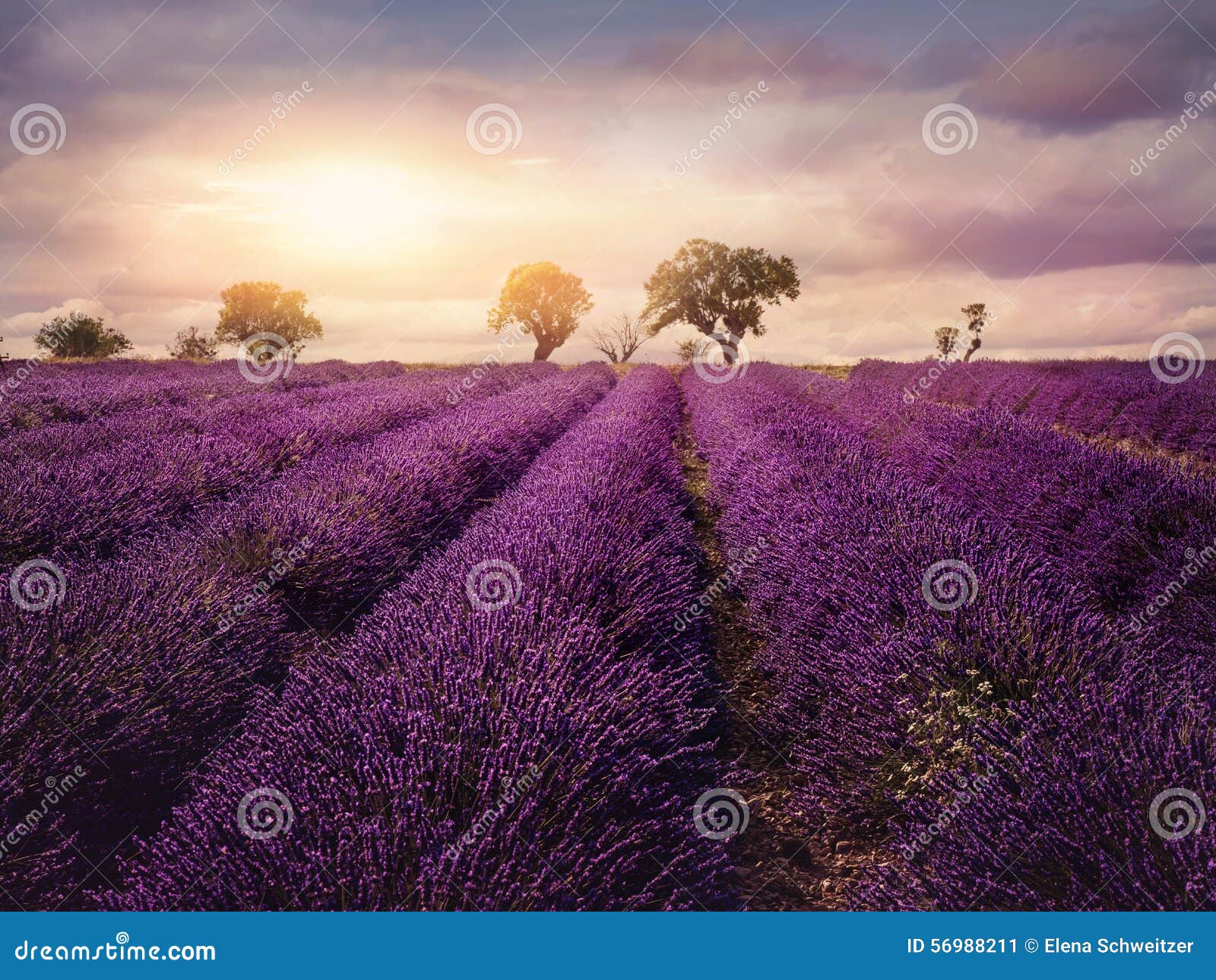 Lavender field stock image. Image of scene, beauty, lavender - 56988211