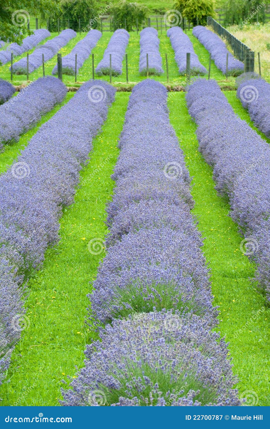 Lavender Field Three stock image. Image of field, zealand 22700787