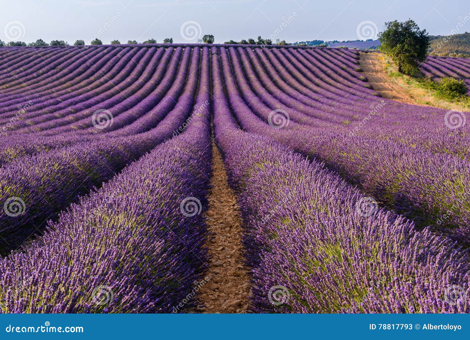 lavender field in valensole plateau, provence