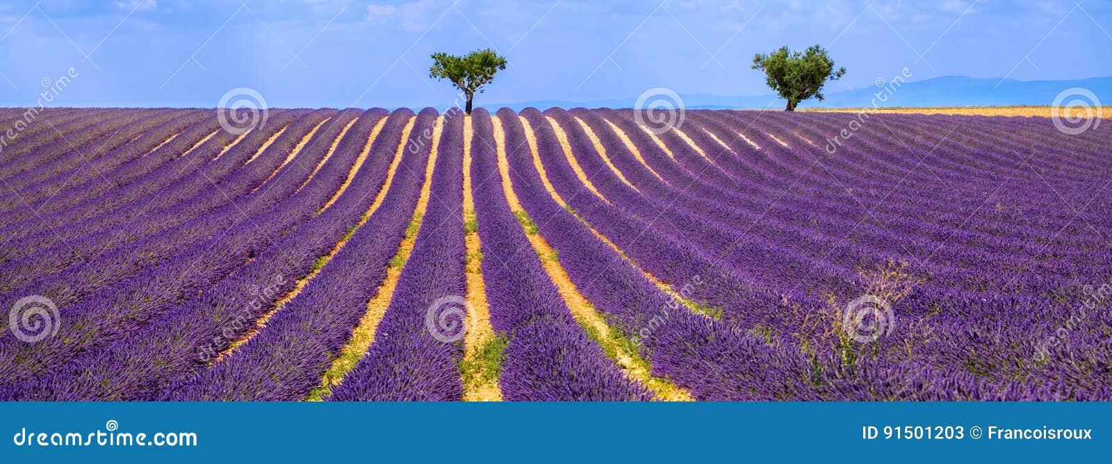 lavender field in valensole on a summer afternoon. south of france